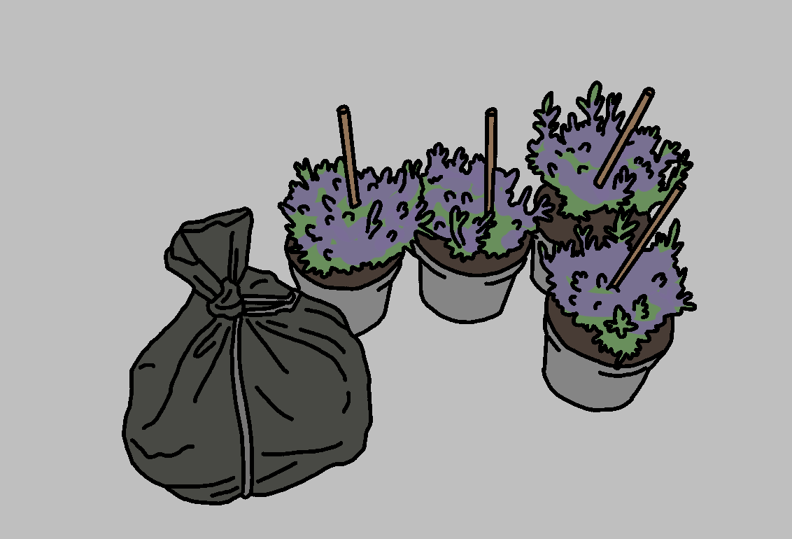 Four potted lavender plants with wooden support stakes next to a tied black trash bag, on a grey background.